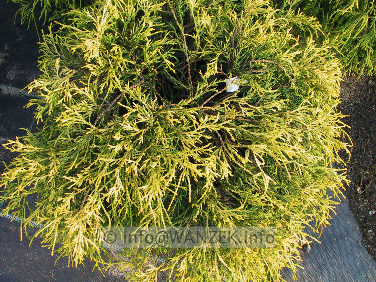 Chamaecyparis pisifera Filifera Nana Aurea 02.JPG